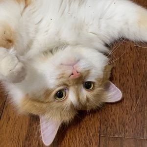 Meet your Posher, Ina